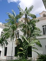 Palm tree (Euterpe oleracea)