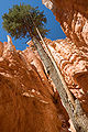 Wall Street im Bryce Canyon National Park