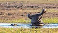 1. Vízilovak (Hippopotamus amphibius) (Chobe Nemzeti Park, Botswana) (javítás)/(csere)