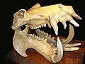 Una crani d'hipopòtam