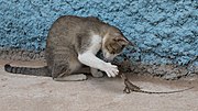 Seated Felis silvestris catus (domestic cat) playing with a passive Calotes versicolor (oriental garden lizard), facing it, in Don Det.