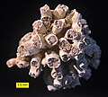 Cladocora (Corallo del Pliocene)