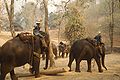 Entraînement d'éléphants en Thaïlande (1992).