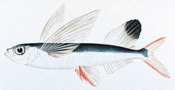 Peixe-voador da espécie Parexocoetus brachypterus.