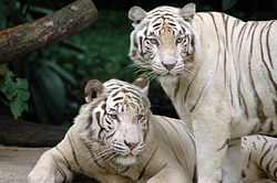 新加坡动物园中的白虎