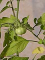 Unripe homegrown tomato