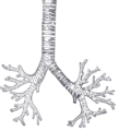 File:Trachea (transparent).png (From Gray's Anatomy, Public Domain)