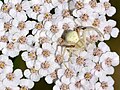 29. Viráglakó karolópók (Misumena vatia) a közönséges cickafark (Achillea millefolium) virágán (javítás)/(csere)