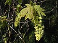 Acer macrophyllum flowers and young leaves