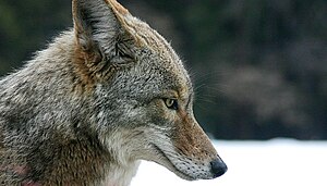 Coyote, head right profile