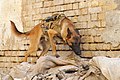یک سگ تربیت شده از پیاده نظام ۷۳ گروهان پنجم گردان سوم در بغداد بدنبال سلاحهای گرم مخفی شده