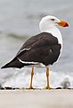 Ngakala - Gooldjar (Pacific Gull)