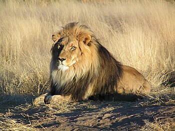 'n Leeu (Panthera leo) in Namibië.