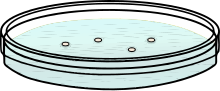Thumbnail for File:202004 petri dish with cultured bacteria blue.svg