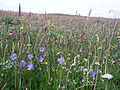 Image 15Wildflowers in machair, a coastal dune grassland found in the Outer Hebrides and elsewhere Credit: Jon Thomson