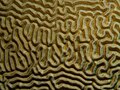 ปะการังสมอง (Diploria strigosa)
