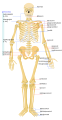 26. Női csontváz áttekintő ábrája (javítás)/(csere)
