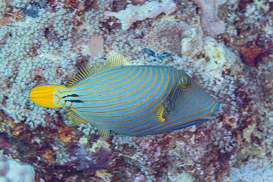 Orange-lined triggerfish by Diego Delso