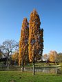 Quercus robur f. fastigiata, en automne.