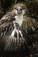 Noblest Flyer, Philippine Eagle. Photograph: Shemlongakit