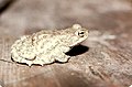 Indus Valley toad