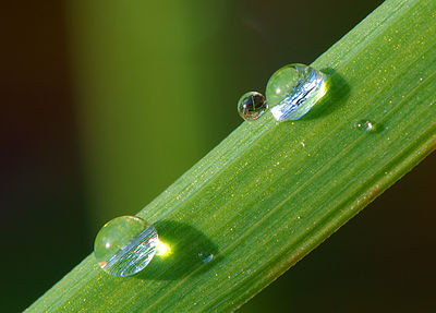 A drop of dew on grass (focus on the drop)