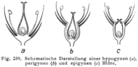 Illustration showing longitudinal sections through hypogynous (a), perigynous (b), and epigynous (c) flowers