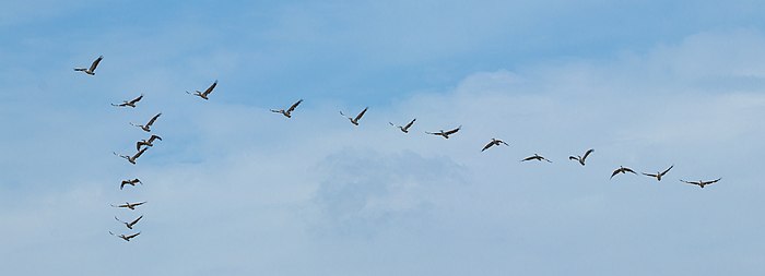 Une vingtaine de pélicans, volant en formation en V, pointe vers le devant.