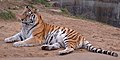 एक और साइबिरियाई बाघ