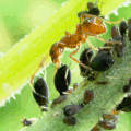 ant milking aphids