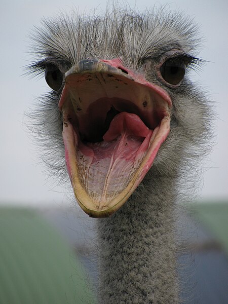File:Ostrich, mouth open.jpg
