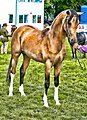 English: Partbred due to presence of dilution coat color
