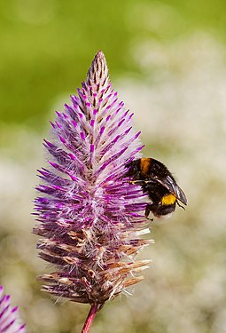 Bee (Bombus terrestris) on a Ptilotus exaltatus, Tallinn Botanic Garden, Estonia.