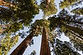 3. Óriás mamutfenyők a Sequoia Nemzeti Parkban (Amerikai Egyesült Államok, Kalifornia, déli Sierra Nevada) (javítás)/(csere)
