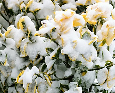 "Golden_Euonymus_in_January_2018_North_American_blizzard.jpg" by User:PumpkinSky