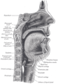 ภาพตัดกลางลำตัวของจมูก ปาก คอหอย (pharynx) และกล่องเสียง (larynx)