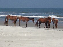 Plusieurs chevaux au bord de la mer.