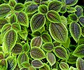 La especie Solenostemon scutellarioides, comúnmente conocida como cóleo, es una planta perenne oriunda de África y Asia tropical habitual en los jardines domésticos. Por Poco a poco.