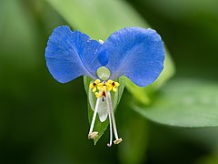 Tagblume Commelina communis stack25 2019-08-05-RM-8050218-PSD