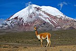 Vicuña en las faldas del Chimborazo