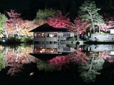 秋の夜散歩でライトアップされる日本庭園