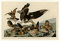 Birds of America, John James Audubon
