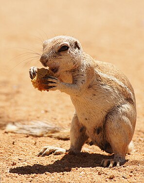 African bush squirrel eating bread gotten from tourists in Namibia