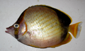 Gardiners Falterfisch (C. gardineri)