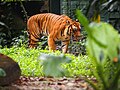 Harimau Sumatera di Zoo Negara Malaysia