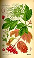 Viburnum opulus plate 556 in: Otto Wilhelm Thomé: Flora von Deutschland, Österreich u.d. Schweiz, Gera (1885)
