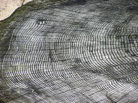 The growth rings of tree