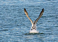 Pelicano australiano engalando en Blackwattle Bay, Sidney, Nova Gales do Sur