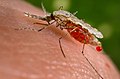 Moskito Anopheles, skila malaria