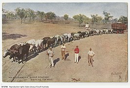 オーストラリアの大型牛車（Bullocky）